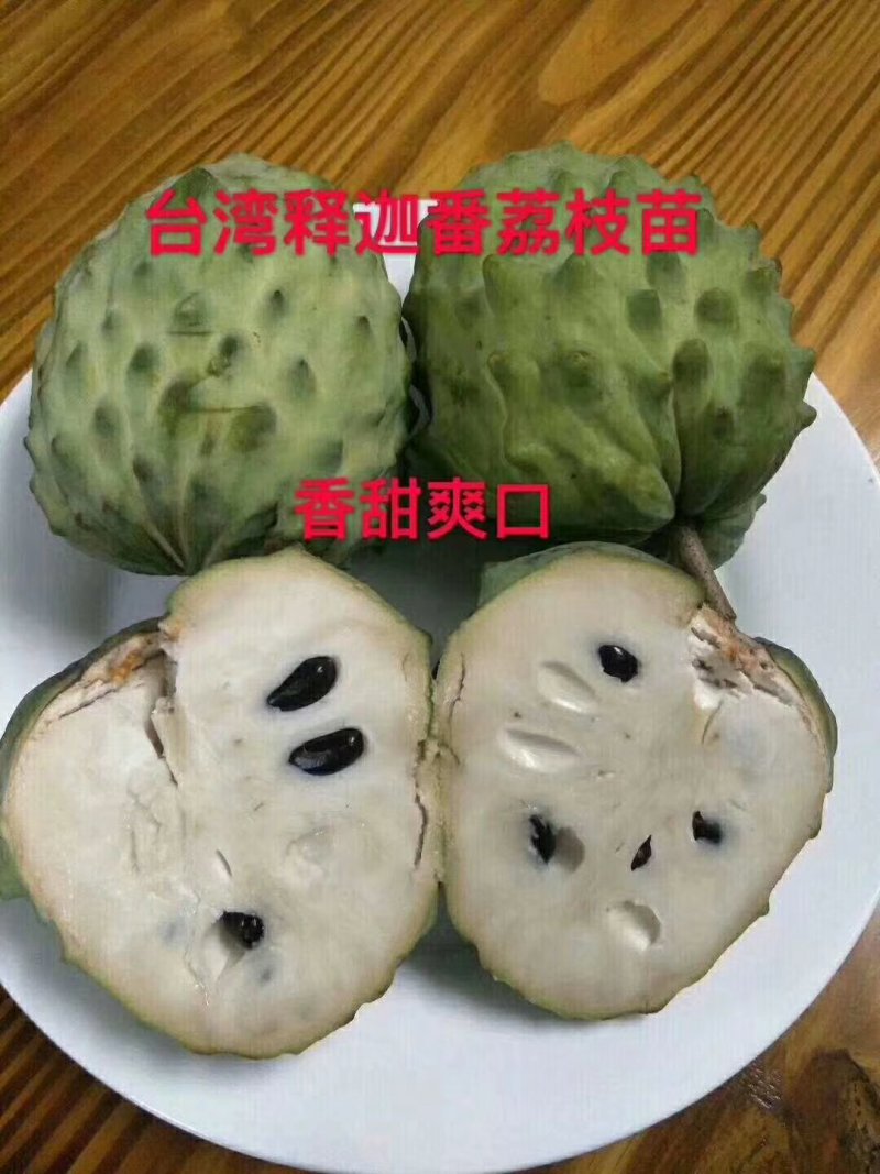 风梨释迦苗