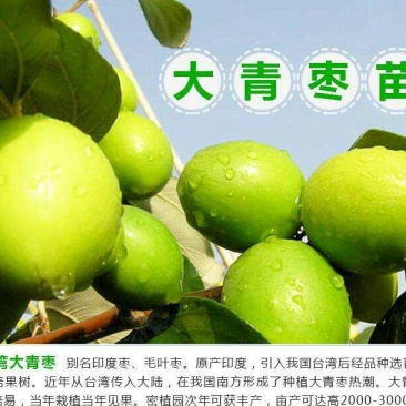 台湾青枣