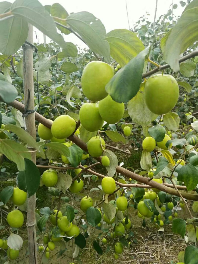 台湾青枣