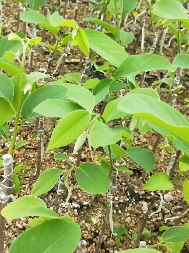 台湾风梨释迦苗(产地代购)支持视频看苗广东普宁产地直发！