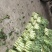 莴苣
