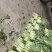 莴苣