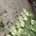 莴苣