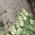 莴苣