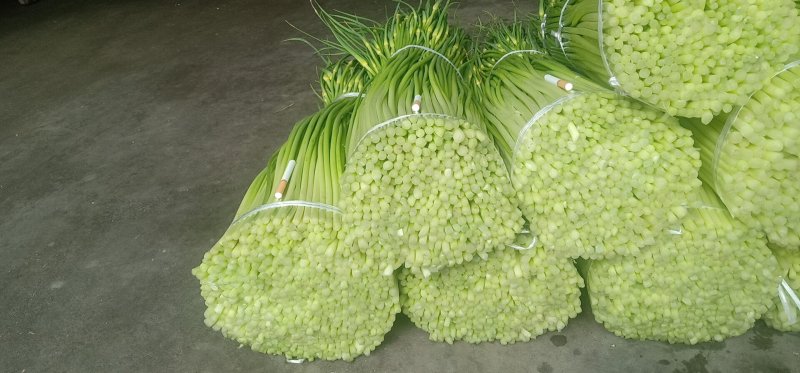 白帽蒜薹精品60~70cm