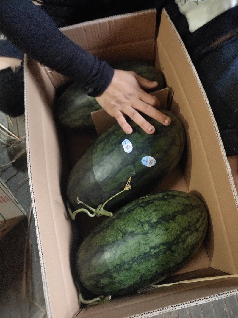 正宗西瓜一手货源量大从优