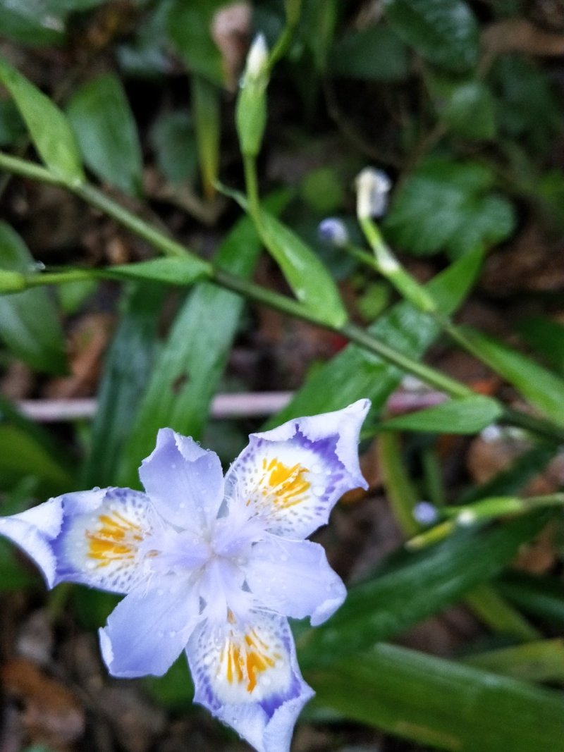 鸢尾不含盆(原生态蓝花鸢尾苗)