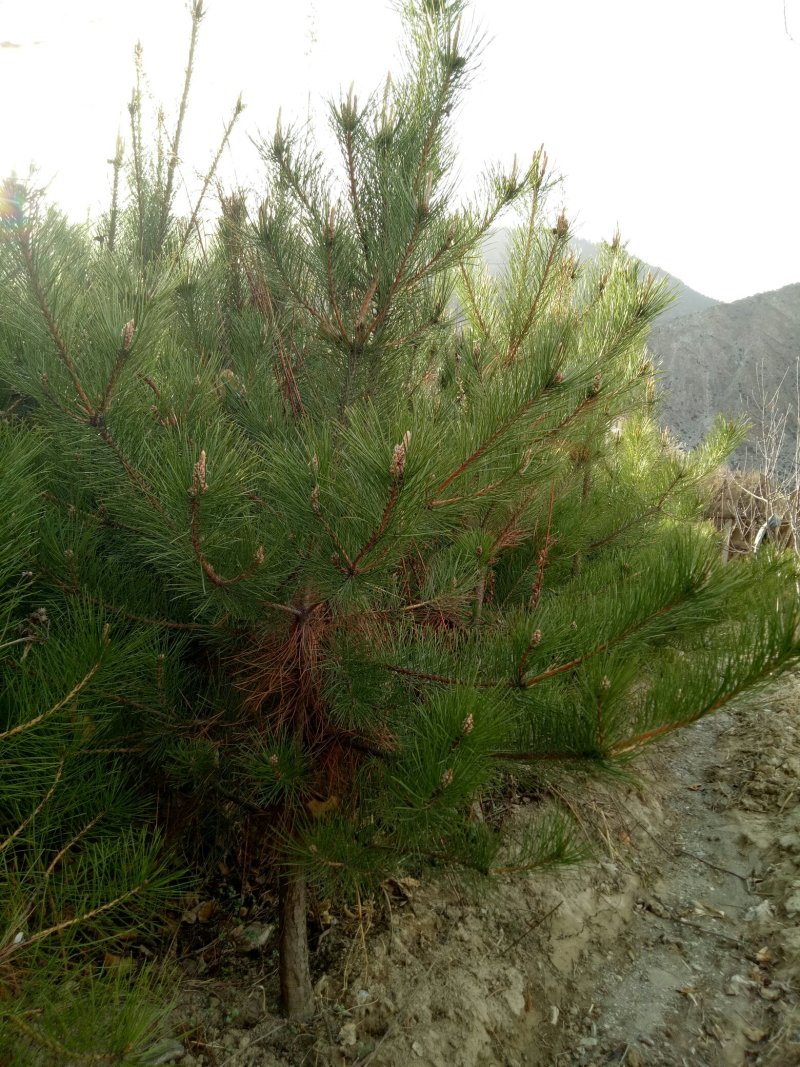 油松大田定植苗