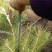 油松大田定植苗