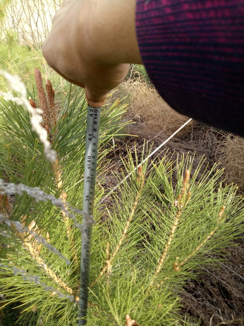 油松大田定植苗