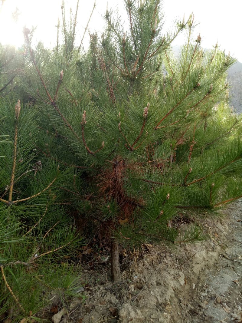 油松大田定植苗