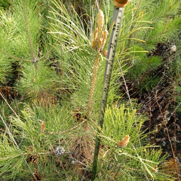 油松大田定植苗