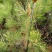 油松大田定植苗