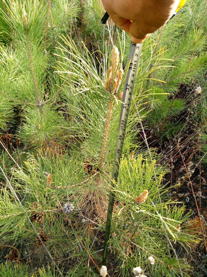 油松大田定植苗
