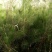 油松大田定植苗
