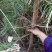 油松大田定植苗