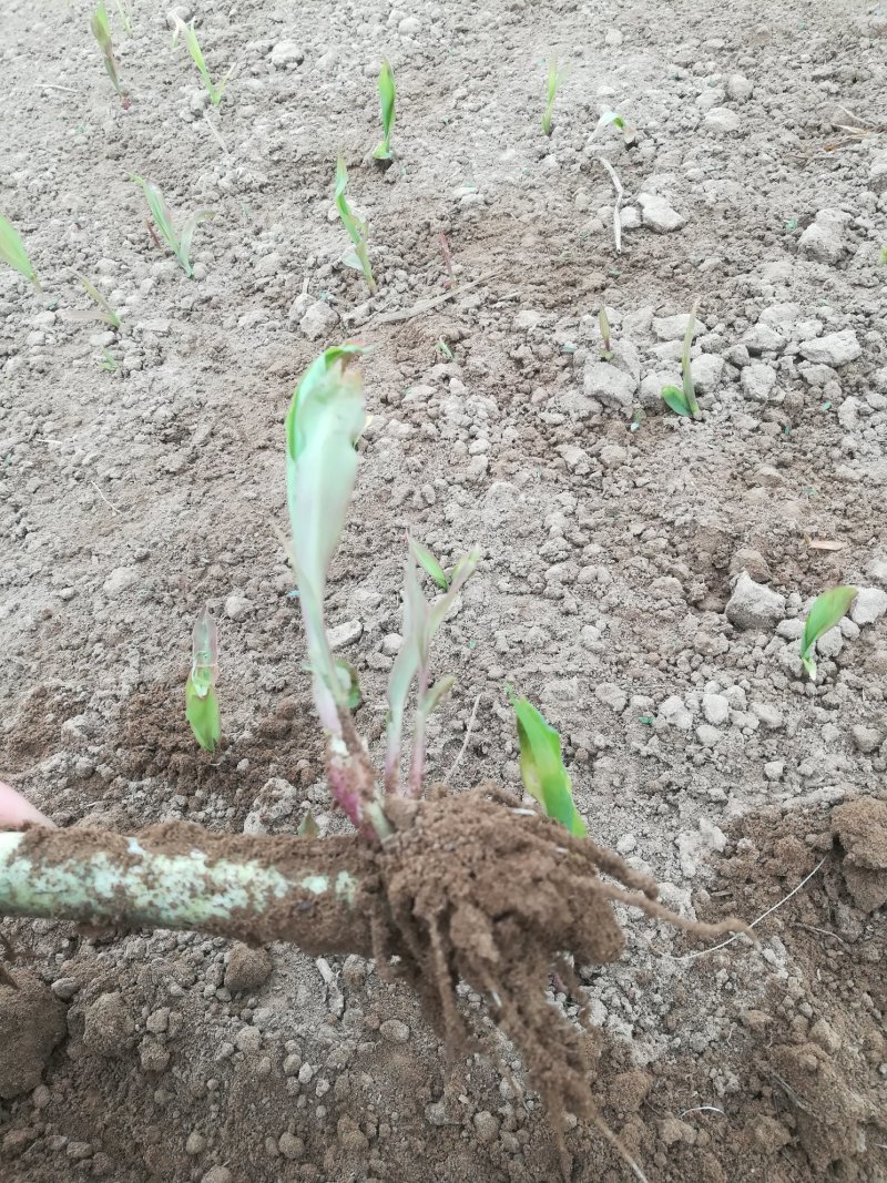 甜象草种节种苗，5年老店全国包邮全程技术指导量大优惠