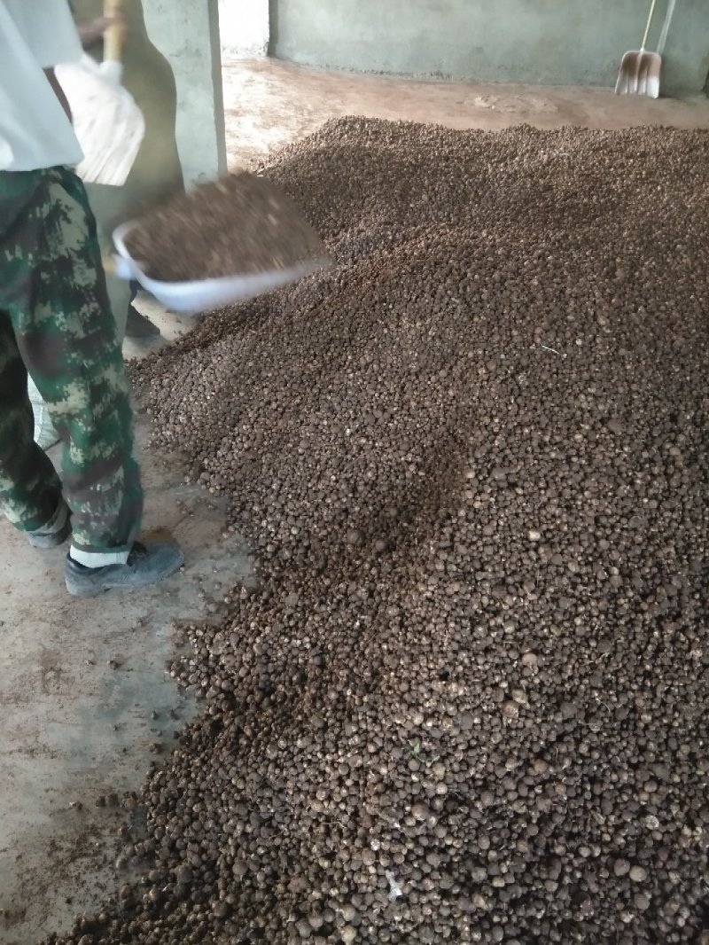 半夏种苗中药种苗四川安岳县大量供应中高产量，各种规格