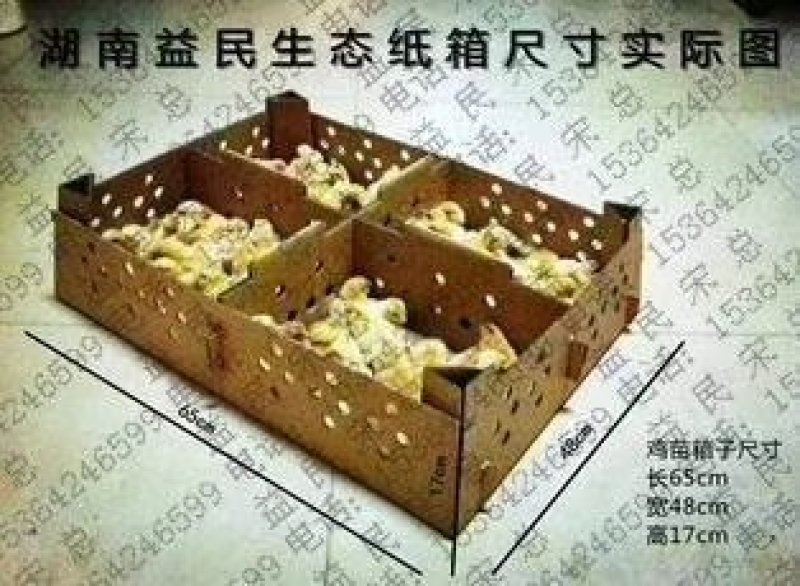 黄土1.5母苗及黑土鸡苗蛋鸡苗品种