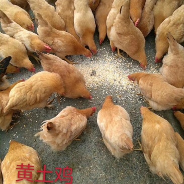 黄土1.5母苗及黑土鸡苗蛋鸡苗品种