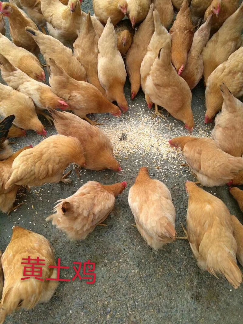 黄土1.5母苗及黑土鸡苗蛋鸡苗品种