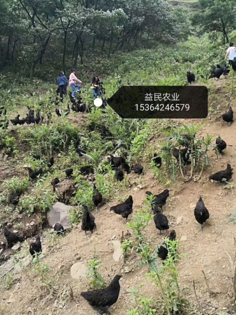 黄土1.5母苗及黑土鸡苗蛋鸡苗品种