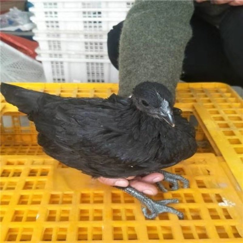 黑乌绿壳蛋鸡苗