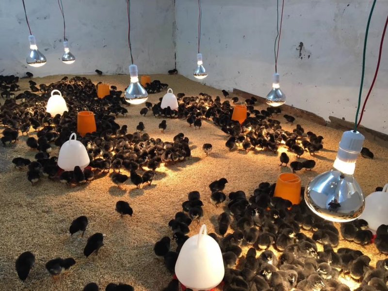 黑乌绿壳蛋鸡苗