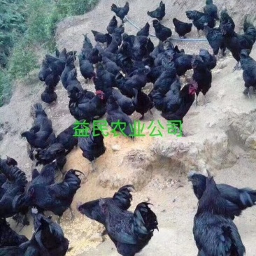 黑乌绿壳蛋鸡苗