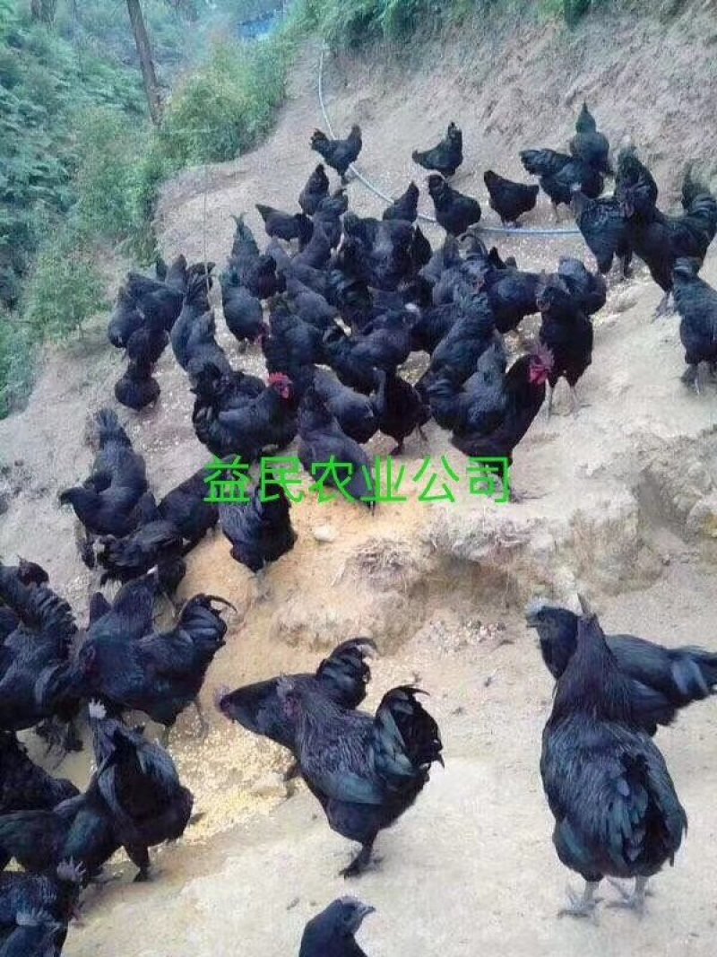 黑乌绿壳蛋鸡苗