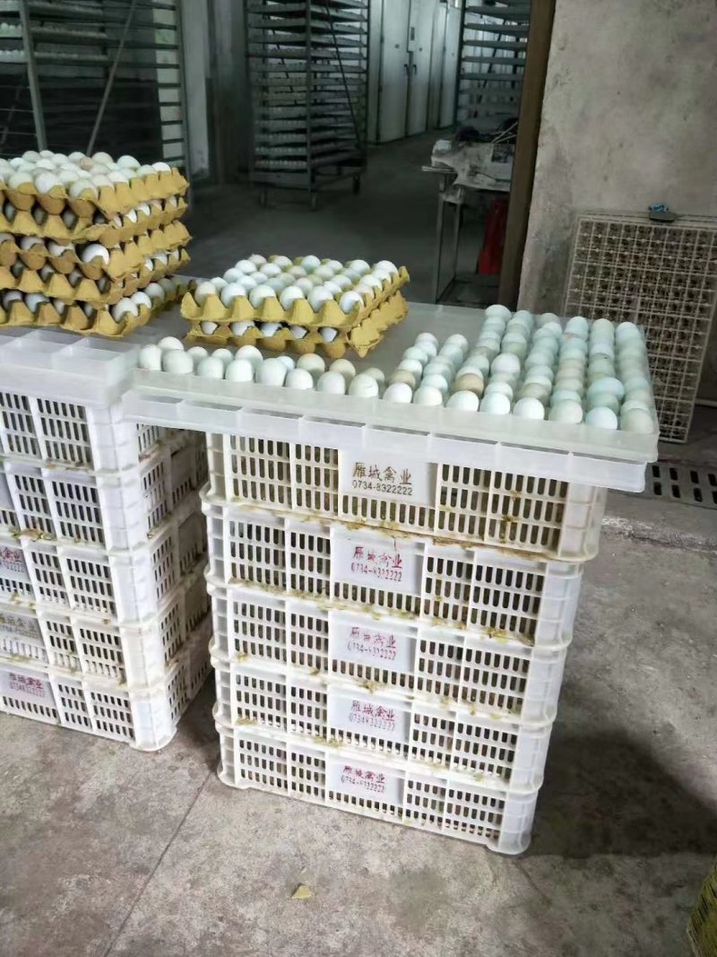 黑乌绿壳蛋鸡苗