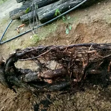 金丝吊蝴蝶提根熟桩。重80斤