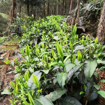 福建寿宁高山绿茶一泡红茶红茶铁观音茶叶金观音茶奇兰茶都是