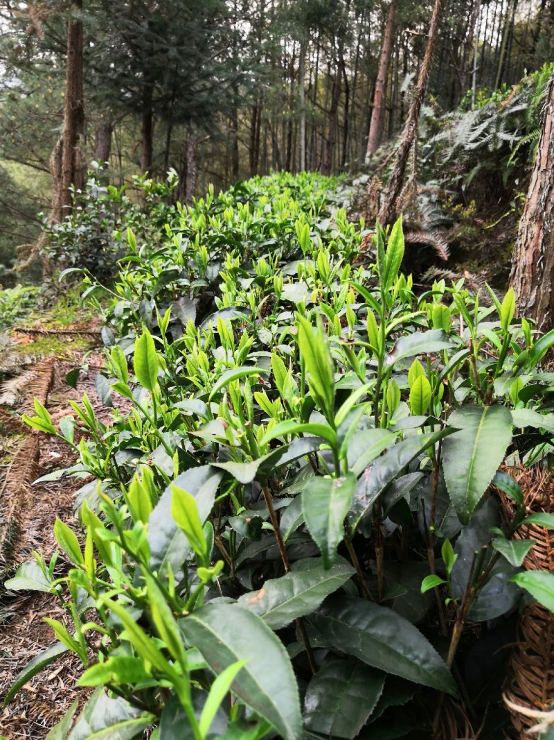 福建寿宁高山绿茶一泡红茶红茶铁观音茶叶金观音茶奇兰茶都是
