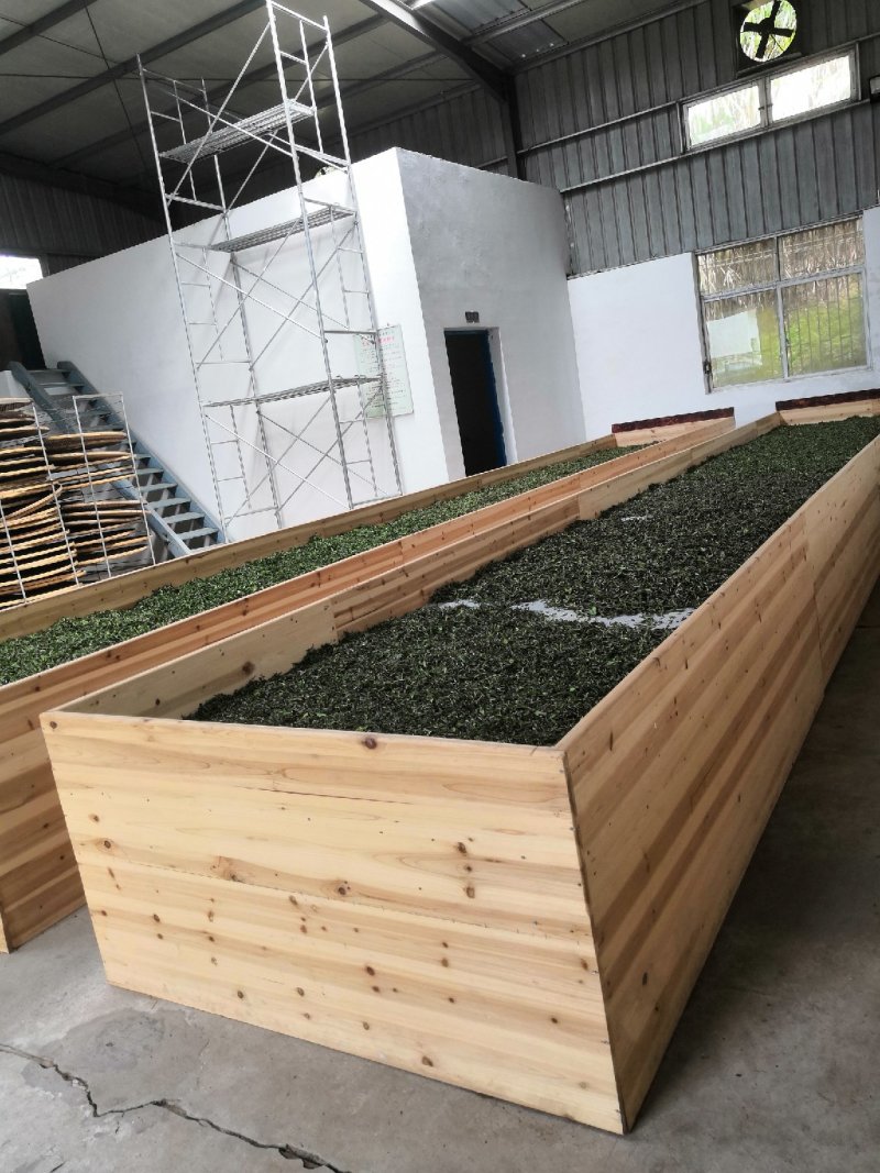 福建寿宁高山绿茶一泡红茶红茶铁观音茶叶金观音茶奇兰茶都是