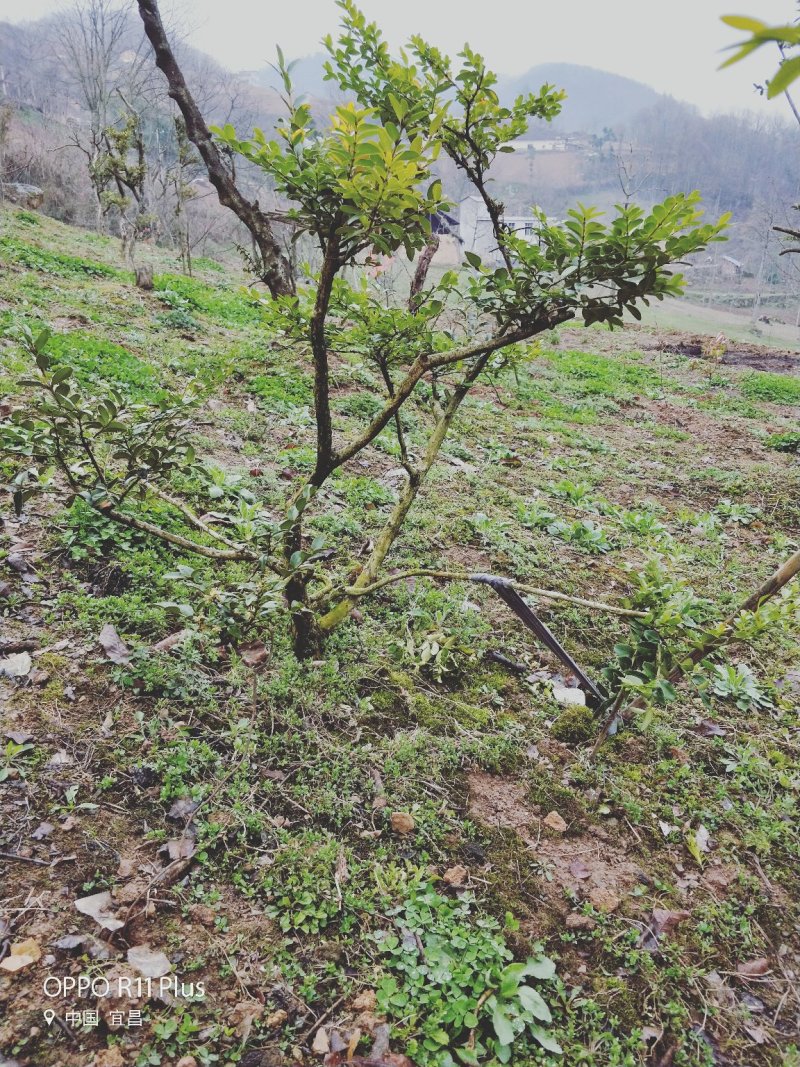 瓜子黄杨