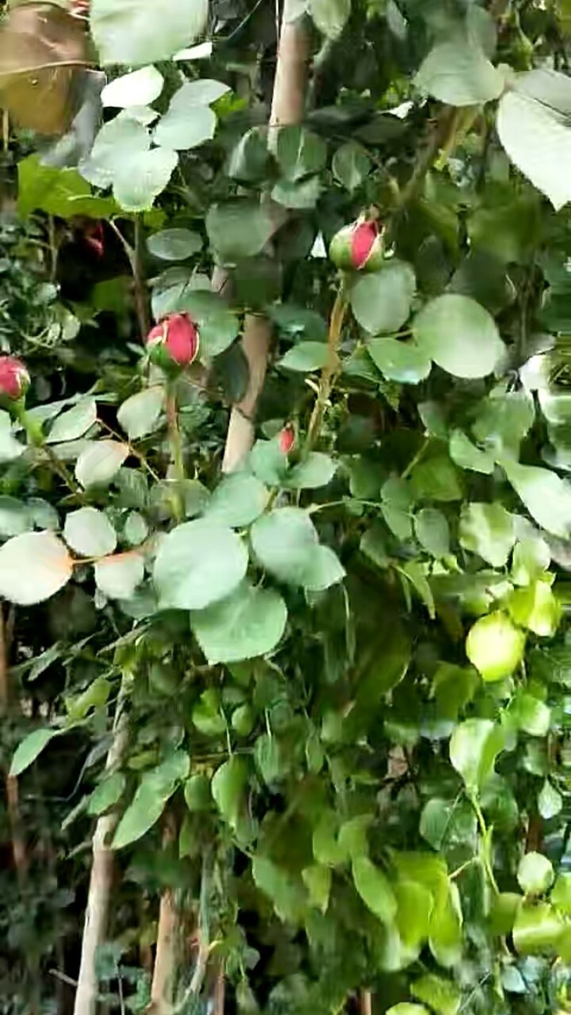 苗木种苗爬滕月季::