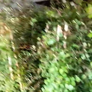 苗木种苗爬滕月季::
