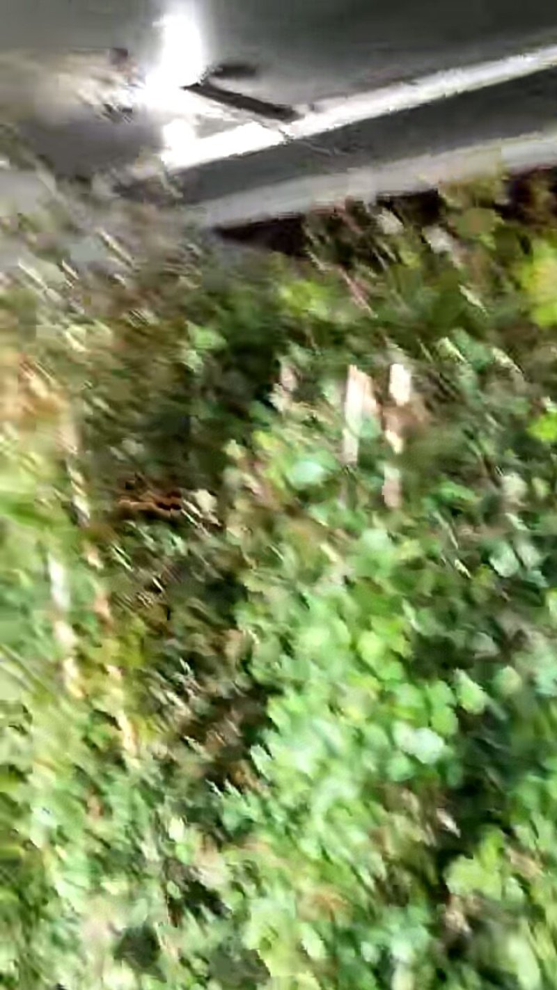 苗木种苗爬滕月季::