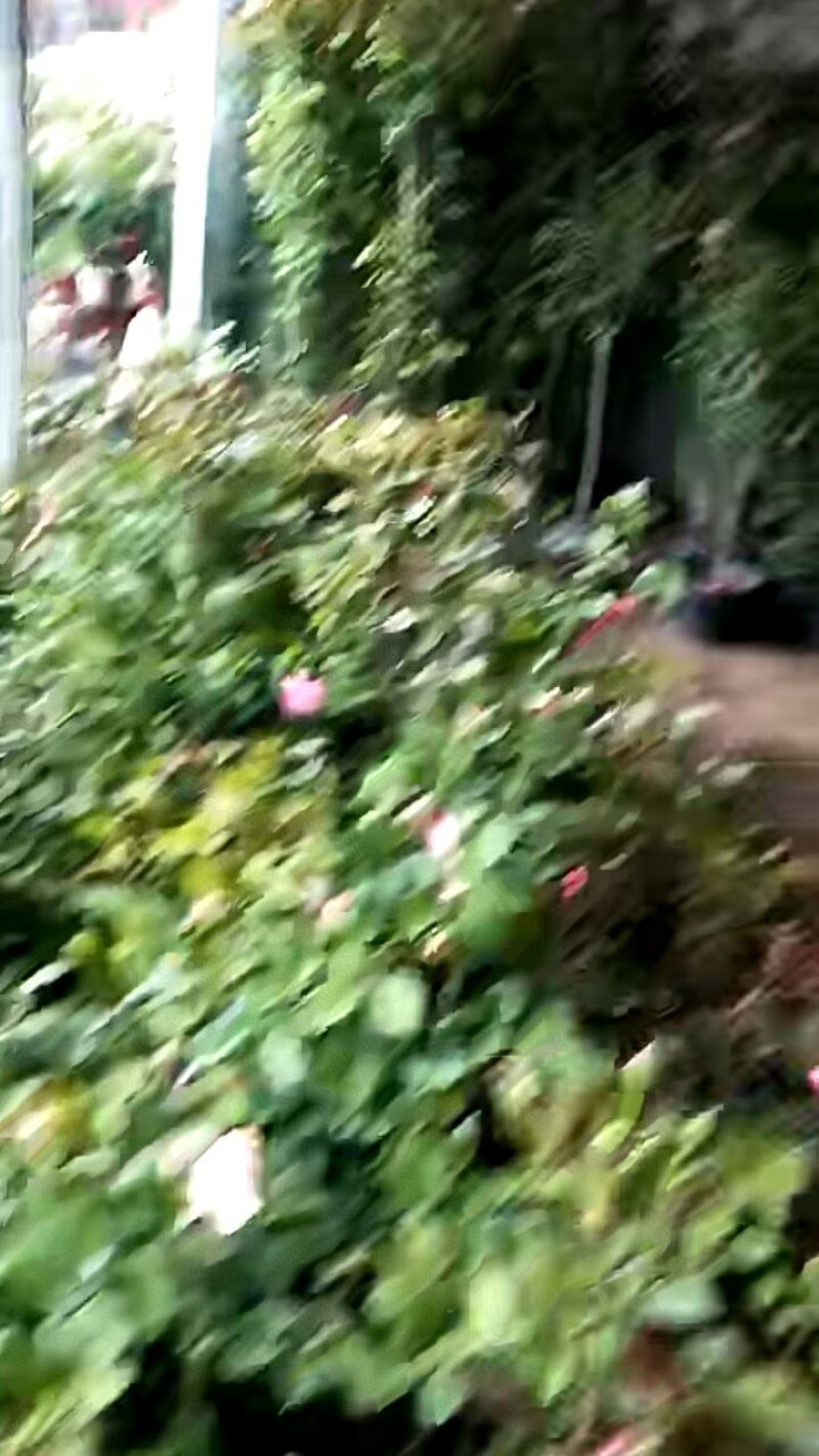苗木种苗爬滕月季::