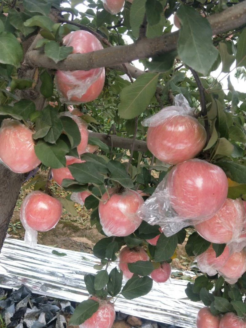 陕西精品膜袋，纸加膜袋红富士苹果产地价格批发