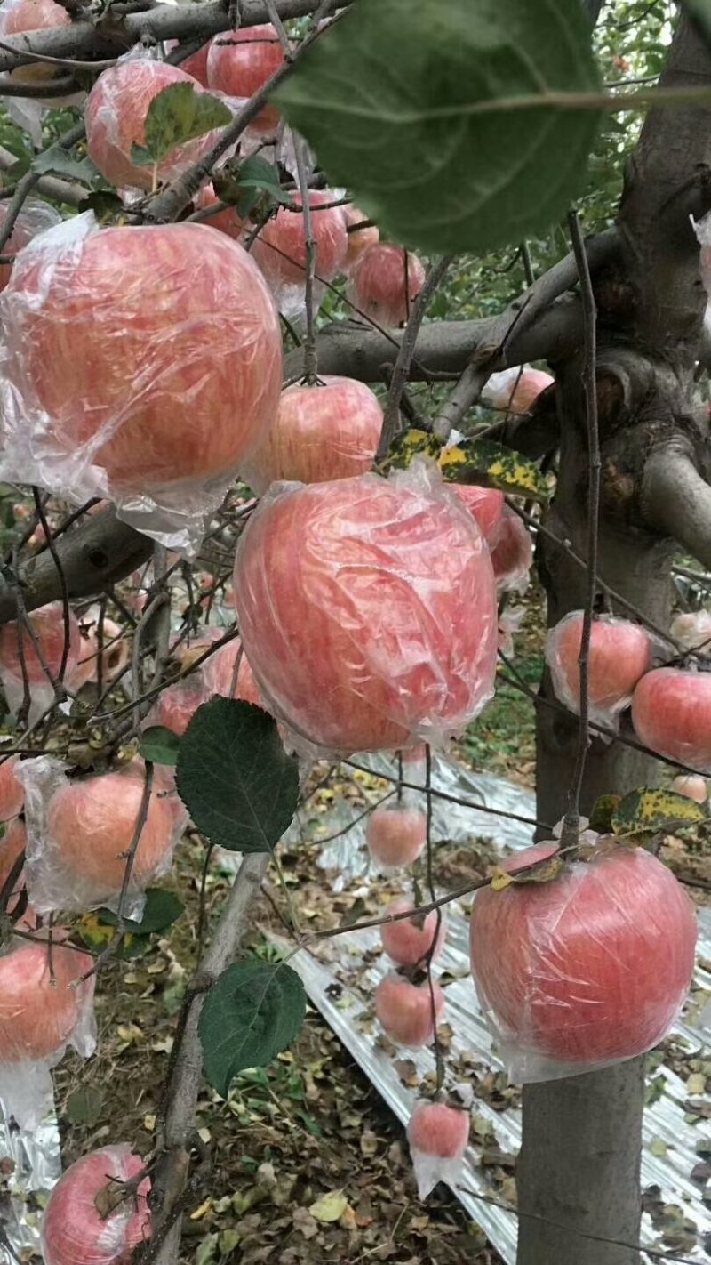 陕西精品膜袋，纸加膜袋红富士苹果产地价格批发