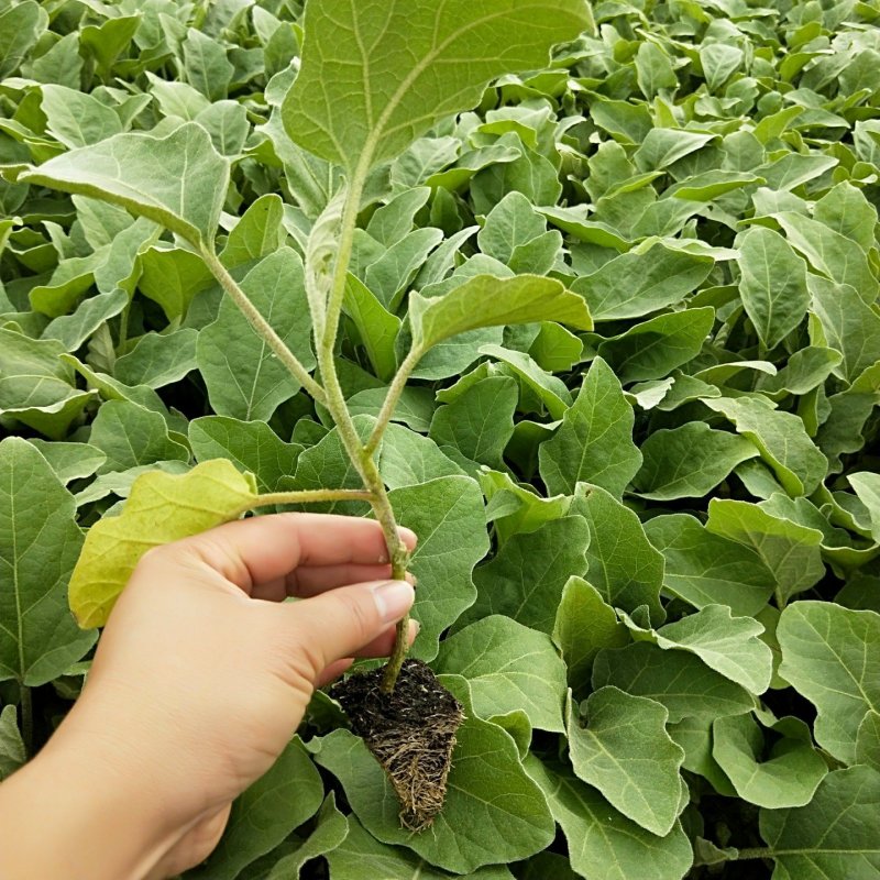 紫红茄苗(实生苗)出口长茄，中茄（嫁接苗）