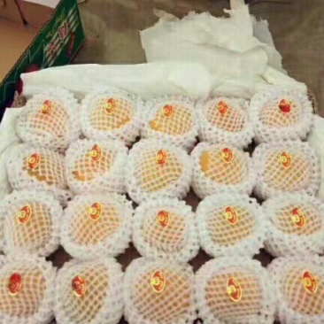 大棚金太阳杏四月半上市.欢迎老板前来看货