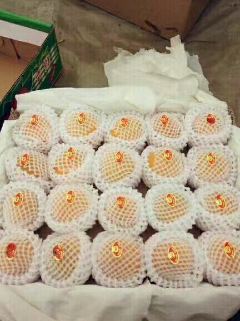大棚金太阳杏四月半上市.欢迎老板前来看货