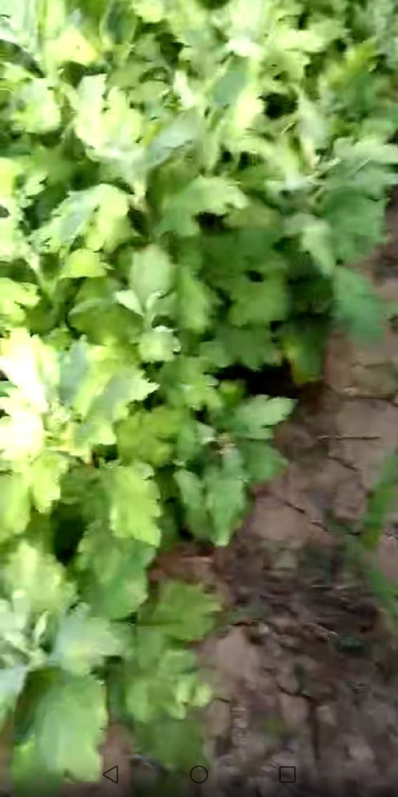 菊花种苗