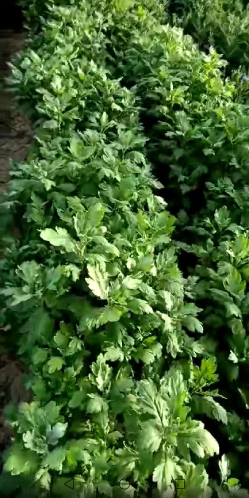 菊花种苗
