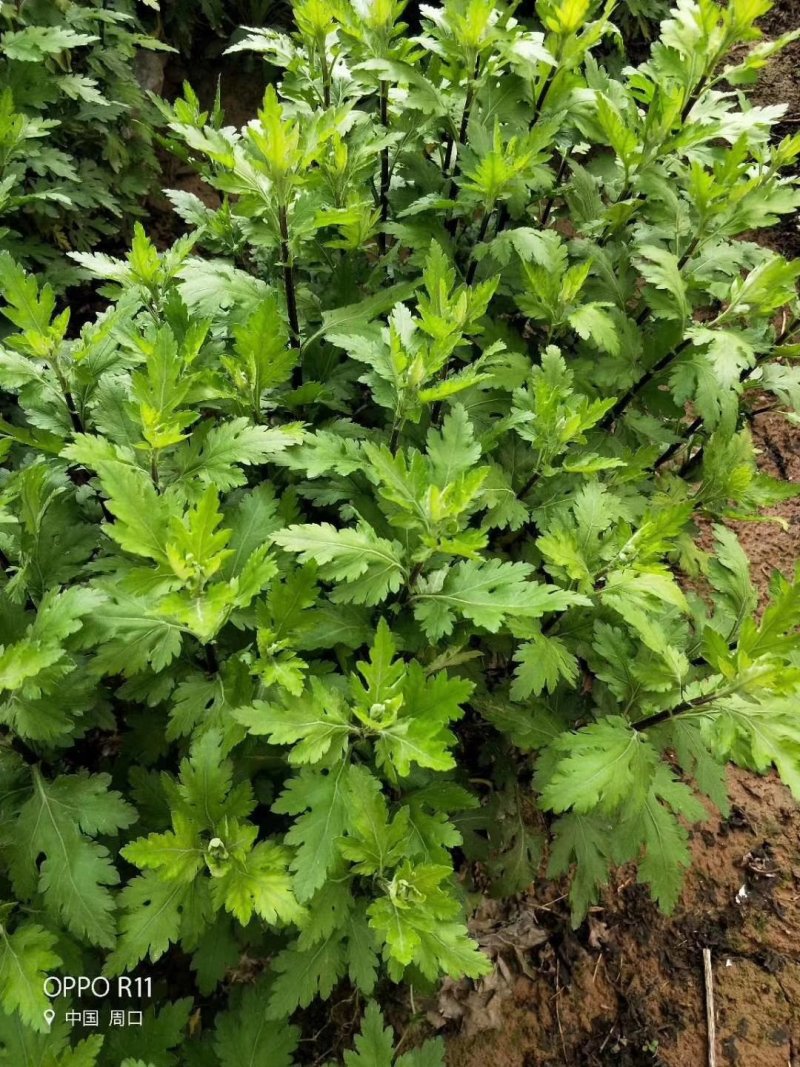 菊花种苗