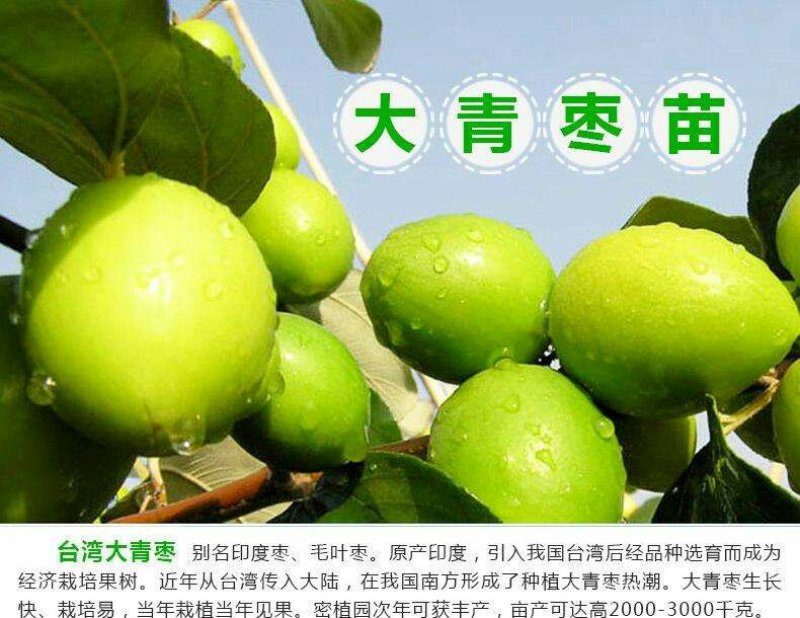 台湾青枣
