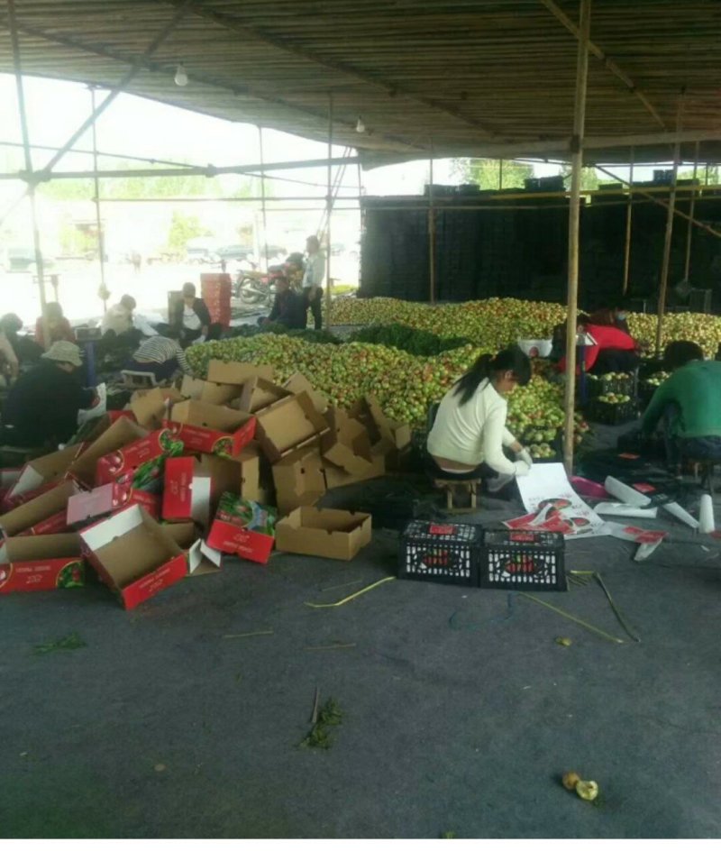 精品油桃全国发货一手货源